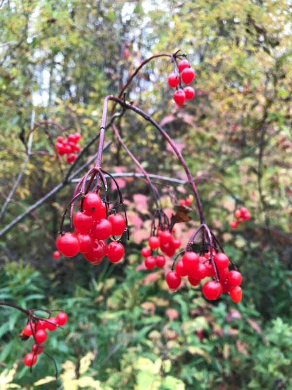 What are the beautiful red berries by the side of the road