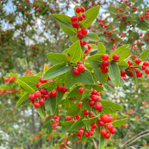 What are the beautiful red berries by the side of the road?