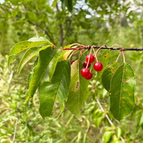 pin cherries with leaves