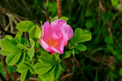 prairie rose