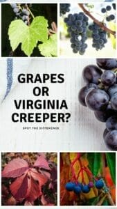Grapes or Virginia Creepers – How to Tell the Difference