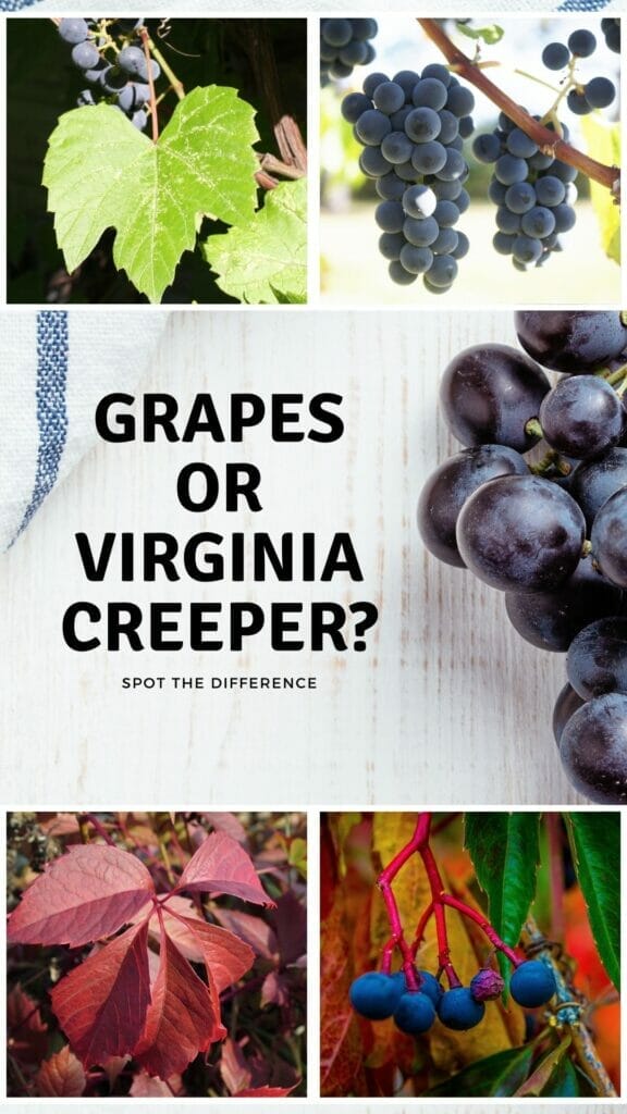 grapes or virginia creepers infographic