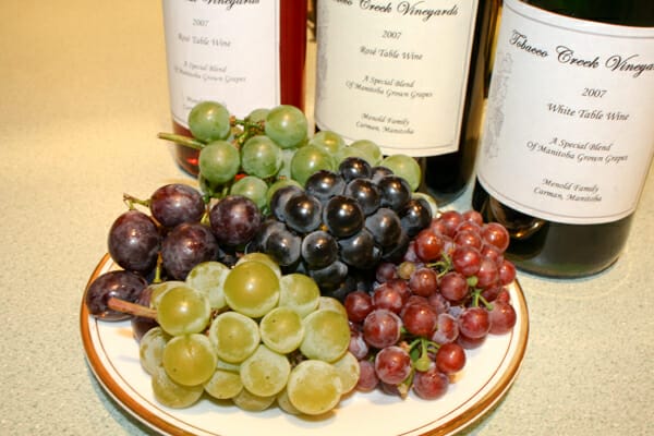 prairie grape varieties