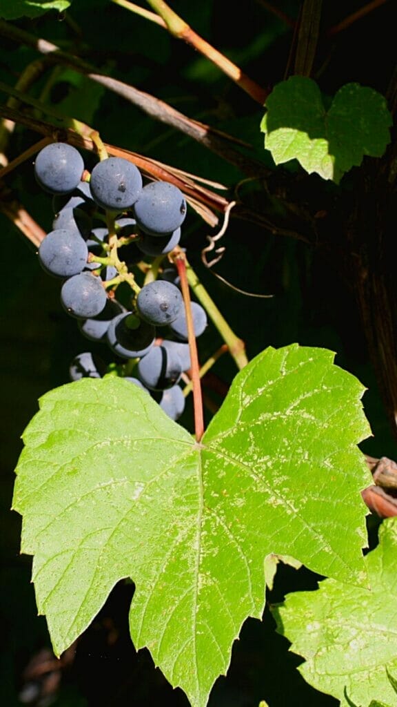 grape leaf with grapes