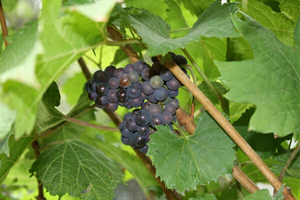 grape plant