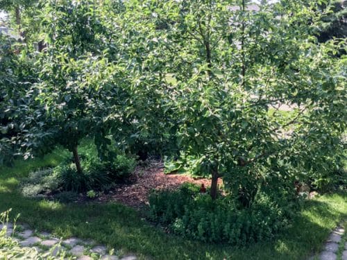 apple trees with shade tolerant herbs 