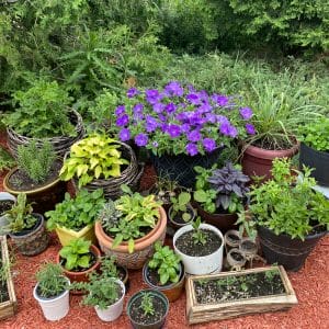 Top Five Herbs for Your Garden