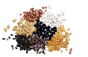 mixed dried seeds