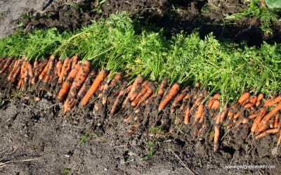 Carrots Sept 30