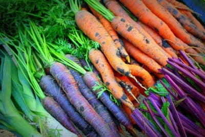 Homegrown Carrots