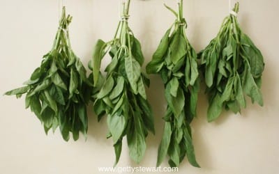 How to Dry Basil in the Microwave Getty Stewart