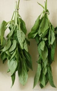How to Air Dry Basil