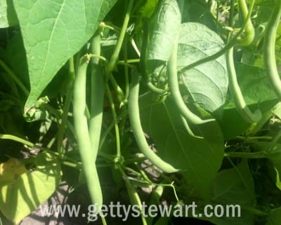 hanging green beans - watermarked