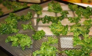 making kale chips in a dehydrator