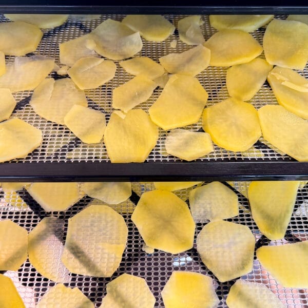 blanched potato slices on dehydrator tray