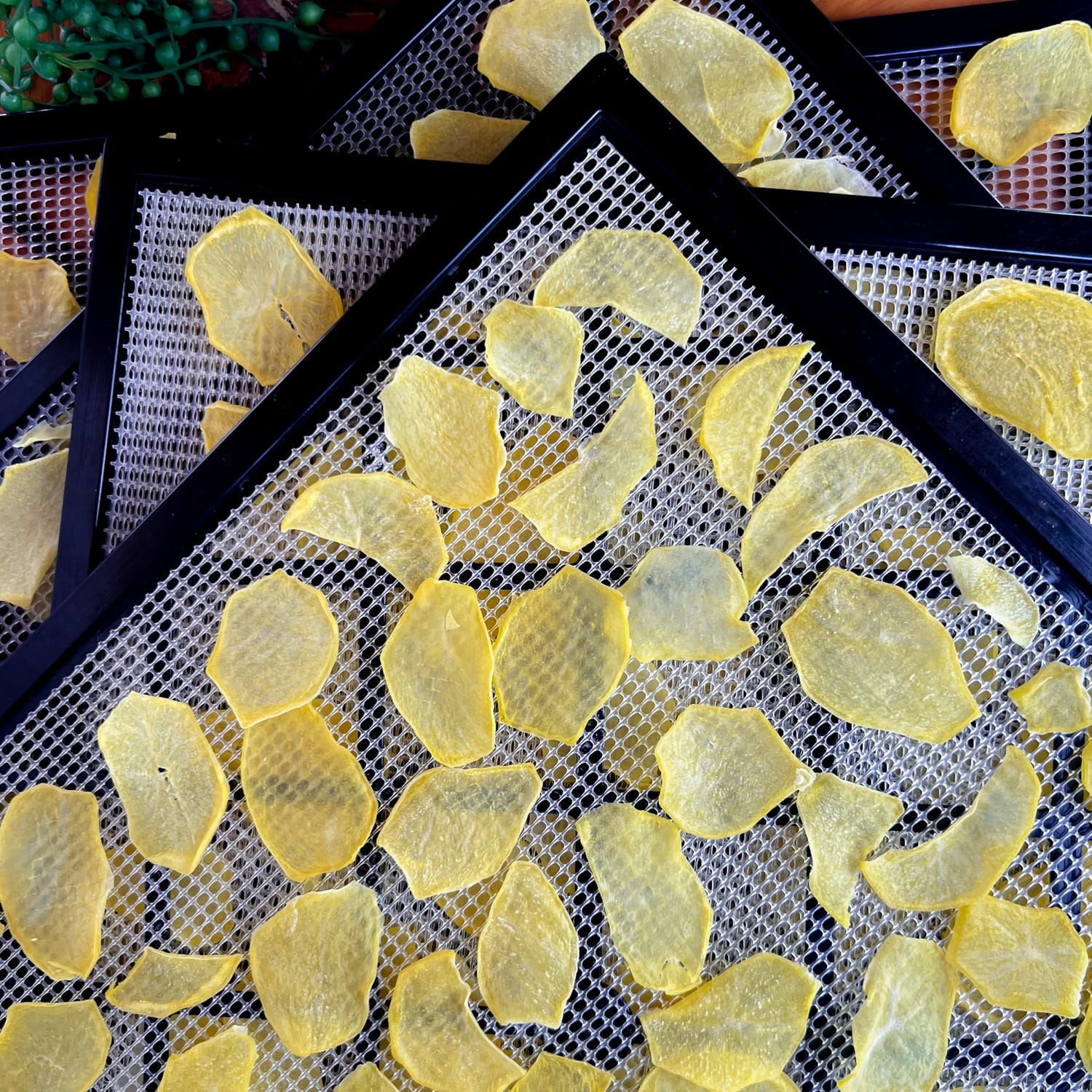 dehydrated potato slices on stack of mesh trays