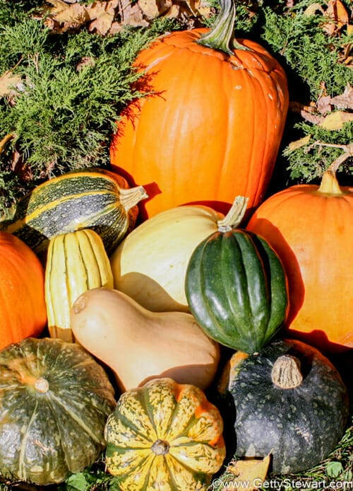 How to Identify, Harvest and Store Pumpkins & Winter Squash