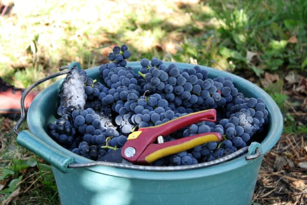 grapes in bucket