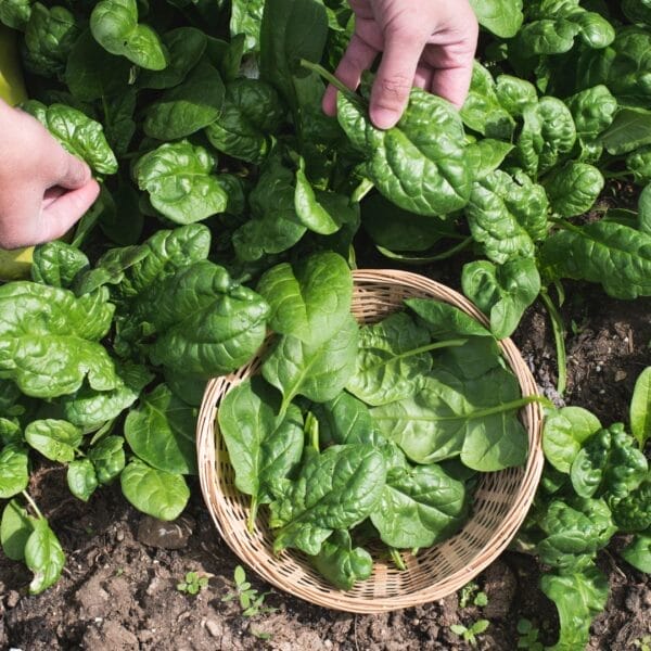 picking spinach into basket outside in garden