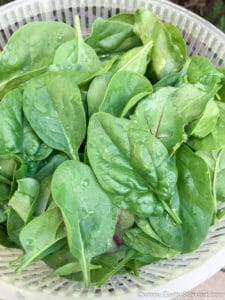 Spinach – Top 10 Foods to Eat