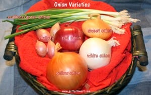 How to choose and use the right onion variety