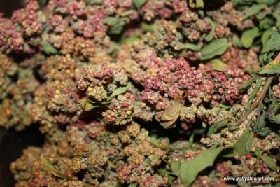 quinoa plant