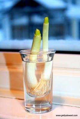 green onions Day 3