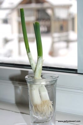 Green Onions Day 6