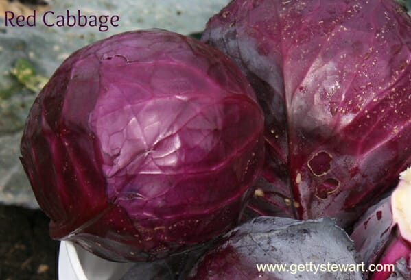 head of red cabbage