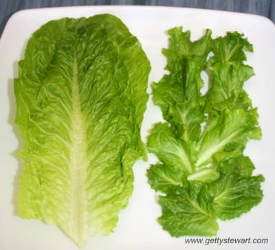 Regrow Lettuce from a Stem