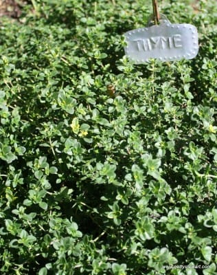 thyme early summer