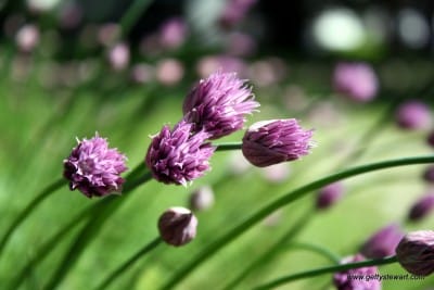 chives in bloom