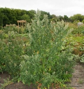How to Grow Quinoa in My Garden?
