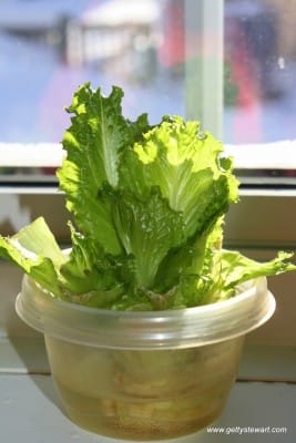 regrowing lettuce on windowsill
