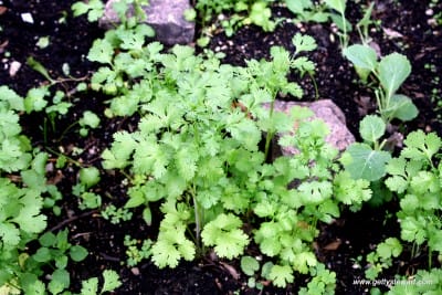 coriander or cilantro