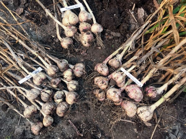 three types of garlic harvested