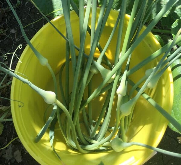 garlic scapes in bucket