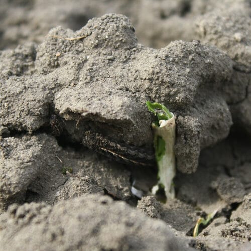 garlic sprout with cutworm
