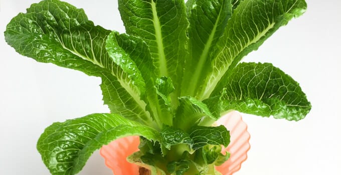 regrowing romaine lettuce
