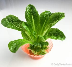 How to Regrow Romaine Lettuce from the Stem