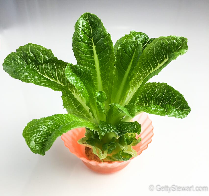 regrowing romaine lettuce