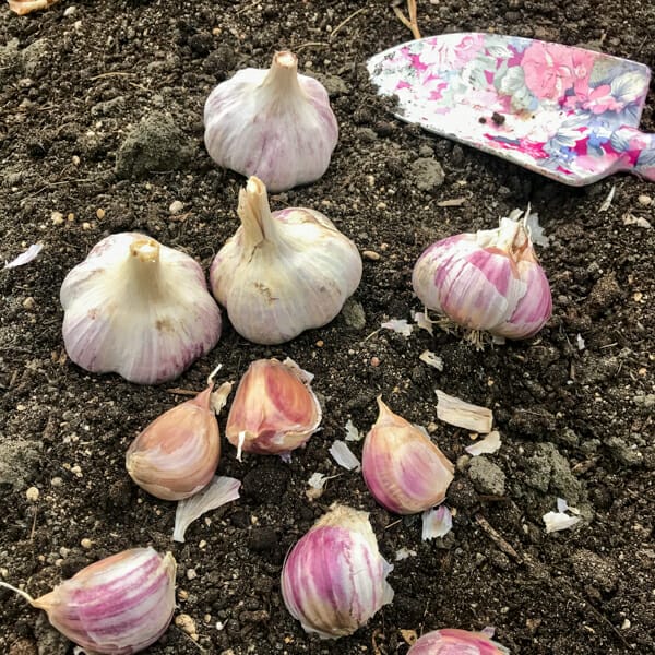 separating garlic head