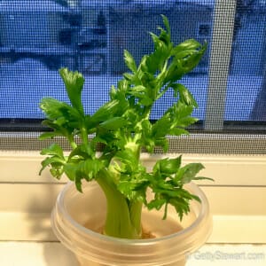 regrowing celery windowsill