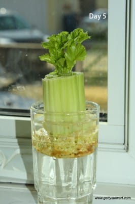 Day 5 regrowing celery
