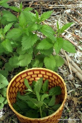 collecting stinging nettle