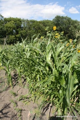 growing sweet corn
