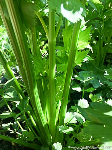 celery in the garden