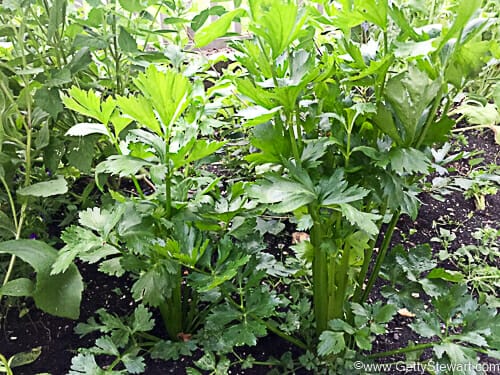 multiple celery plants in the garden