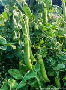 How to Plant Peas in the Garden