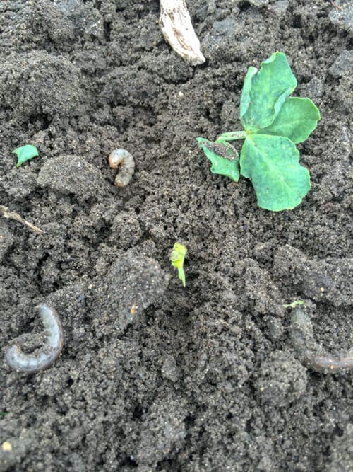 cutworms and peas